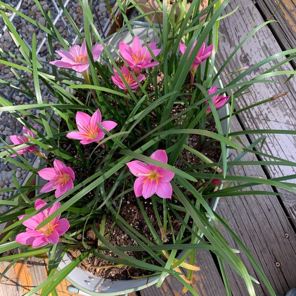 Meet your Posher, Theresa